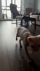 Sphynx cats and dramatic skies documented in Krasnoyarsk apartment
