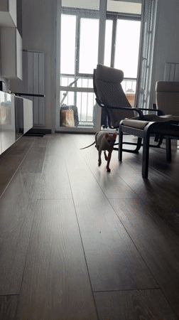 Sphynx cats and dramatic skies documented in Krasnoyarsk apartment