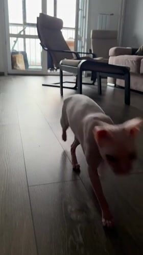 Sphynx cats and dramatic skies documented in Krasnoyarsk apartment