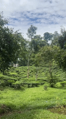 Drone and ground views of Sylhet's tea plantation landscape