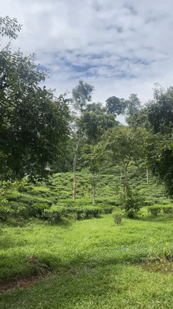 Drone and ground views of Sylhet's tea plantation landscape