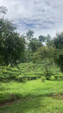 A drone shot pans over a lush green tea plantation on a hillside. Tall trees are scattered throughout the plantation, with some bare branches visible. The sky is cloudy with patches of blue. The camera then moves down to ground level, showing a dirt path leading through the plantation. Several people are walking on the path, including a man in a black t-shirt, a woman in a red headscarf, and a woman in a blue hijab. They are walking away from the camera, towards the tea plantation. The man in the black t-shirt turns his head to look back at the camera. In the background, a few other people can be seen standing among the tea bushes. The overall scene is one of natural beauty and human activity.