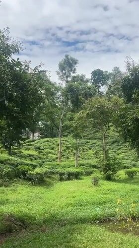 Drone and ground views of Sylhet's tea plantation landscape