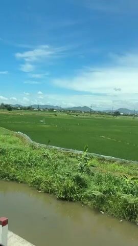 A low-angle, slightly shaky video captures a bright, sunny daytime scene of a rural landscape. The foreground features lush green vegetation, including tall grasses and reeds, with a narrow body of brown water to the right. Beyond this is a vast, flat green field, likely a rice paddy, with a white fence running through it. In the distance, a hazy line of hills or mountains forms the horizon, dotted with a few scattered buildings and what appear to be power lines. The sky is a vibrant blue with wispy white clouds. The overall impression is one of a peaceful, agricultural setting under a clear sky.