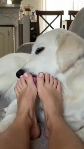 A close-up shot shows a person's feet with painted toenails. A white dog is licking one of the person's toes. The background is slightly blurred and appears to be a domestic setting.