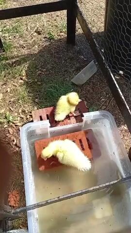 The video shows two fluffy yellow ducklings in an outdoor enclosure. They are in a shallow water container, with two bricks in the water providing them with a dry place to stand. One duckling is in the water and appears to be drinking, while the other is on a brick, preening itself. The background shows dry grass and dirt.