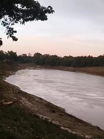 The video shows a wide river flowing through a wooded area. The sun appears to be low in the sky, casting a warm glow on the water and the surrounding trees. The riverbanks are lined with vegetation and some visible soil. In the foreground, on the left side, a portion of a leafy tree branch is visible, obscuring some of the upper left portion of the frame. The water's surface shows ripples and some areas of lighter color, indicating movement and potentially shallow areas. The sky is a soft gradient of pale orange and grey, suggesting either sunrise or sunset. There are no visible people or specific objects on the river itself or clearly identifiable on the banks, though there are some indistinct shapes that might be structures or natural features in the distance on the left bank. The overall impression is a natural landscape scene.