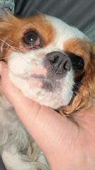 Woman and Cavalier King Charles Spaniel photographed at home