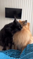 Cat and Pomeranian share quiet moment on bed