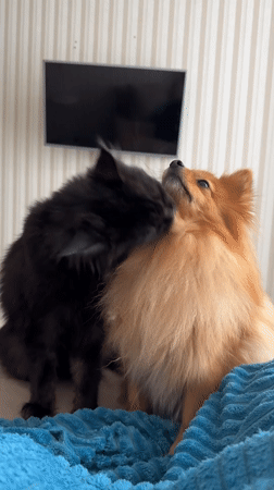 Cat and Pomeranian share quiet moment on bed