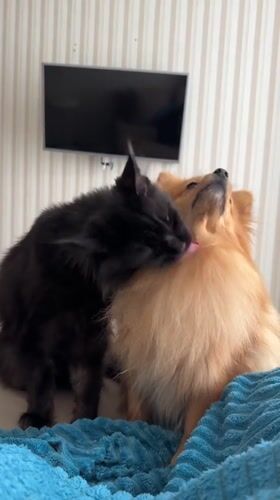 Cat and Pomeranian share quiet moment on bed