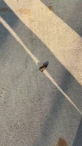 The video shows a close-up, overhead view of a dead insect on a concrete surface. The insect appears to be dark brown or black, with visible wings and segmented body parts. Sunlight casts shadows across the concrete, creating stripes of light and dark. The overall environment seems to be outdoors.
