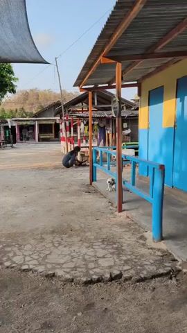 A person crouches on a dirt ground next to a building with a corrugated metal roof and blue and yellow walls. The person is wearing dark clothing and appears to be interacting with something on the ground. A small white dog sits nearby. In the background, there are other buildings and trees. The scene is outdoors during the daytime.