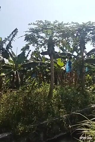 The video shows a rural roadside scene with several papaya trees, some with blue plastic bags covering fruit, and banana trees. A ditch runs along the side of the road, filled with grass and other vegetation. A motorcycle is seen riding down the road, followed by a large truck. Power lines are visible overhead. The sky is clear and blue.