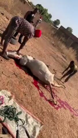 The video shows a group of men outdoors working on the carcass of a white animal, likely a horse or donkey, lying on a dirt surface covered in blood. One man in a plaid shirt and red cap is bending over the animal, seemingly working on its neck area. Another man in a black tank top is standing nearby, holding a spray can. A third individual is visible in the background, holding a rope attached to the animal. The surroundings suggest a rural or semi-urban setting with sparse vegetation and some buildings in the distance. A tire and a striped cloth are also visible near the animal. The overall scene appears to depict the slaughtering or butchering of the animal.