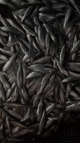 The video shows a close-up view of a large quantity of small, silvery fish packed tightly together on a dark, textured surface, likely a sieve or net. The fish are oriented in various directions, creating a dense, overlapping mass. The camera then pans down to show two people's hands holding a bright red plastic basin filled with a smaller portion of the same type of fish. The environment appears to be indoors, with a wet, tiled floor visible in the background, suggesting a processing or market setting. The lighting is dim.