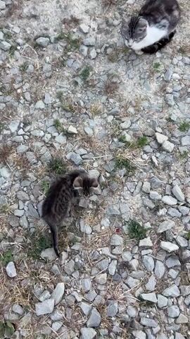 This is a short video of two kittens on a gravelly outdoor surface. The primary subject is a small, tabby kitten in the foreground. It is dark grey and black with distinct tabby markings on its face and body. The kitten is sitting down and looking towards the camera with its head slightly tilted. Its large, green eyes are wide and curious. The background is out of focus, but it appears to be a dry, earthy area with scattered rocks and some sparse, dry grass. Another kitten, partially visible in the upper right corner, is lighter in color, possibly white and grey. The lighting suggests it is daytime, likely outdoors. The kittens appear young and healthy. There is no visible text in the video. The setting is consistent with an outdoor environment in a rural or semi-rural area. The overall mood is one of gentle observation of young animals.