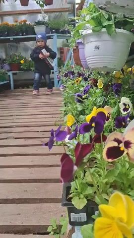 A young child walks across a wooden boardwalk in a greenhouse filled with flowers. The child is wearing a blue hat, a dark Puma sweatshirt, jeans, and pink sneakers, and is carrying a rectangular object in their hands. Hanging plants and plants on shelves line the greenhouse, creating a vibrant, floral setting. The child walks toward the camera, passing by various potted plants in shades of yellow and purple.