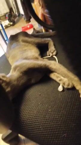 A gray cat is lying on its back on a textured black surface, which appears to be a chair. The cat's legs are extended and it is looking towards the camera. The cat's ears are large and pointed, and its eyes are green. The background is blurred but appears to be an indoor environment with some furniture.