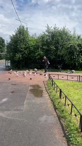 A man wearing a black hooded jacket and black pants is standing in a park area and feeding pigeons. He is holding something in his left hand, possibly food, and appears to be tossing it to the birds. There are numerous pigeons scattered around him on a reddish-brown gravel path. Some pigeons are white, while others are darker gray or black. A few seagulls are also present among the pigeons. The path has some puddles of water. To the right of the path, there is a black metal fence separating it from a grassy area with a bush or tree line behind it. The background consists of dense green trees under a cloudy sky. The man is seen from behind and to the side. The camera is positioned at ground level, looking up slightly towards the man and the birds.