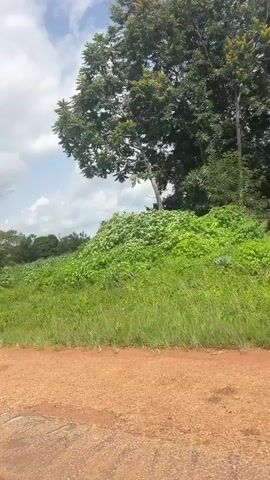 The video pans across a rural landscape under a partly cloudy sky. In the foreground, a dirt road is visible. Beyond the road, a grassy slope leads up to fields of green crops and various trees. The vegetation appears lush and dense. There are no people or animals visible in the video. The overall impression is of a natural, undeveloped environment.