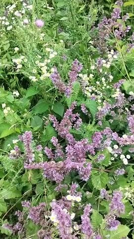 A close-up, handheld, vertical video shows a dense patch of wild flowers. The flowers are primarily small white wildflowers with yellow centers and tall stalks of purple flowers. Green leaves and stems are abundant throughout the frame. The lighting suggests an outdoor, daytime scene. There are no people or animals visible. The camera moves slightly, causing a gentle sway in the foliage.
