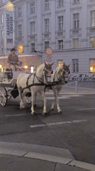 Vienna street life documented through carriages, art, hotels, transit