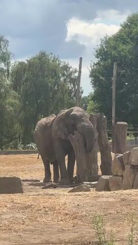 An elephant stands in an outdoor enclosure. The elephant is facing the viewer and is partially obscured by a large, rough-hewn wooden post. The ground is covered in dry, light-colored dirt and straw. Behind the elephant, there are more wooden posts and a rock wall. In the background, there are trees with green foliage and a cloudy sky. The elephant appears to be interacting with the wooden post, possibly rubbing against it or attempting to push it. The lighting suggests it is daytime with bright sunlight.