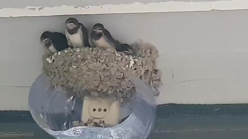 Four young swallows are in a nest. The nest is made of mud and straw and is attached to a white surface, possibly the underside of a roof or eave. Below the nest, a clear plastic dome encases a white electrical outlet. The swallows are facing different directions. The one on the far left opens its mouth. The nest is slightly askew.