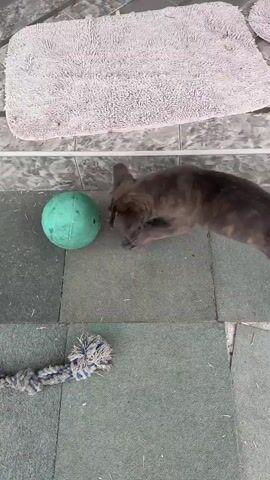 A dark gray brindle puppy, with large ears, walks on a tiled surface. The puppy is near a rope toy on the ground. In the background, an adult tan dog stands on a raised tiled area. The puppy walks towards the adult dog. The puppy then nudges a green ball with its nose. The adult dog looks down at the puppy and the ball.