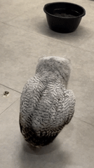 Fluffy owl spotted indoors in Kuta Selatan, Bali