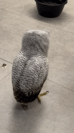 Fluffy owl spotted indoors in Kuta Selatan, Bali