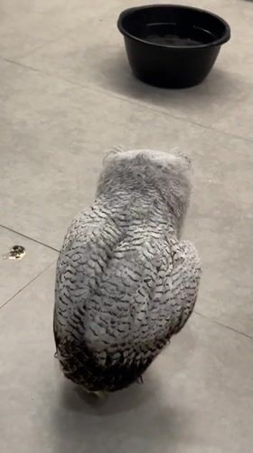 Fluffy owl spotted indoors in Kuta Selatan, Bali