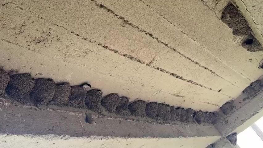 A static, eye-level, medium shot captures a close-up of a concrete overhang with numerous bird nests attached to its underside. The nests are small, roughly spherical, and appear to be constructed of mud and straw. They are densely packed along a horizontal edge of the overhang, with some also located in corners and crevices. The concrete itself is textured and shows signs of age, with some staining and debris. The lighting is consistent, suggesting an overcast day or sheltered location. No people or other animals are visible.