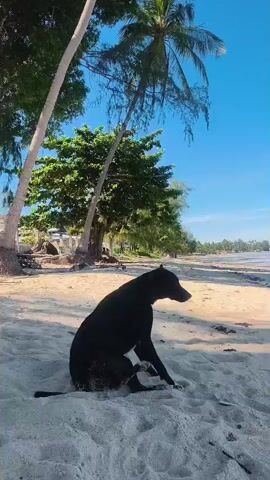A black dog sits on a sandy beach, facing to the right. Palm trees and lush green vegetation are visible in the background, along with a body of water and a clear blue sky. The dog's tail is tucked. The camera pans to the right, revealing the expanse of the beach and the calm ocean. Another dog, this one a mix of brown and black, is then seen lying down on the sand, facing the ocean. The video continues to show the second dog, which then starts to shift its position, settling further into the sand. The scene is peaceful and tranquil, bathed in natural sunlight.
