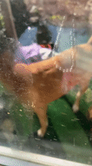 Family captures home videos with baby and dog in Russia
