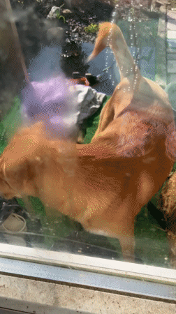 Family captures home videos with baby and dog in Russia