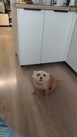 A small dog with tan fur and white around its face sits on a patterned rug in a room with wood floors and white cabinets. The dog looks up, then stands and spins around, its tail a blur. The dog then moves out of frame to the right. A person's leg, wearing a blue and white striped garment, is visible in the bottom left corner.