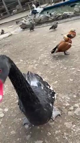 A short video shows a person feeding a black swan pieces of bread. The person’s hand holding bread is in the lower left corner, while the black swan is facing the hand. The swan has mostly black feathers, but some white is visible on its back. The swan’s beak is red with a white band near the end. The ground is dry and covered with pebbles. Other waterfowl wander around in the background.