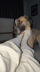 Person and dog spend quiet evening together indoors