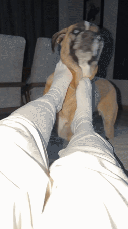 Person and dog spend quiet evening together indoors