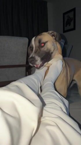 Person and dog spend quiet evening together indoors