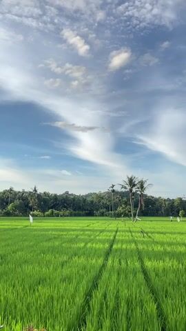 A wide shot of a vibrant green rice paddy under a bright blue sky with scattered white clouds. The sun casts long shadows across the field, highlighting rows of rice plants. In the distance, a line of palm trees and lush green trees forms the horizon. Two white objects, possibly scarecrows or markers, are visible in the field. The scene appears peaceful and serene.
