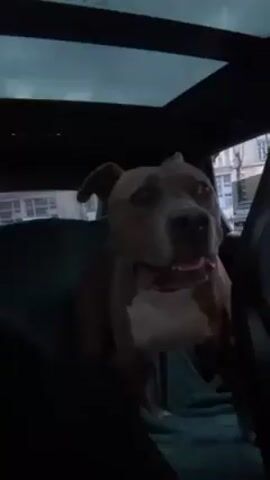 Inside a car, a brown and white American Pit Bull Terrier is sitting on the back seat. The dog is wearing a black collar. The car has a glass sunroof. The car appears to be parked on a city street. A person says, "On va ou, on va a la maison."