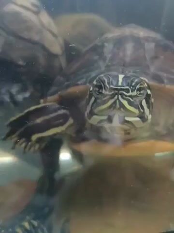 The video shows a close-up of a turtle in an aquarium. The turtle is facing the camera and its head is visible. The turtle has green and yellow stripes on its face and legs. Its shell is dark brown with some red markings. The water in the aquarium is clear and there are some rocks or other decorations in the background.
