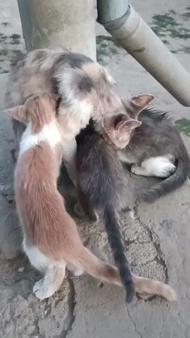 A mother cat is surrounded by three kittens. One kitten, with ginger and white fur, is nursing on the left. Another kitten, with dark grey tabby fur, is nursing in the center. A third kitten, with grey and white fur, is nursing on the right. The mother cat has calico fur. The cats are on a rough, light-colored surface, possibly concrete, with some dirt. A grey pipe or post is visible in the background. The lighting suggests it is daytime outdoors.