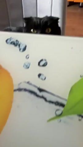 The video shows a black cat with yellow eyes sitting on a gray chair. The cat is looking directly at the camera. The background is blurry, but it appears to be an indoor setting with wooden flooring. There is a white object with blue circular patterns in the foreground, partially obscuring the cat. The video is very short, lasting only a few seconds, and the cat's expression is somewhat ambiguous, though it appears alert and focused.