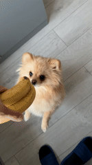 Pomeranian dog encounters bananas in Stara Zagora home