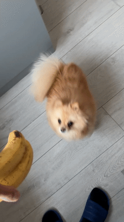 Pomeranian dog encounters bananas in Stara Zagora home