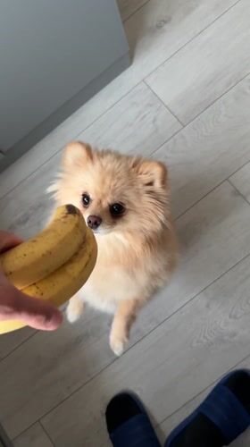 Pomeranian dog encounters bananas in Stara Zagora home